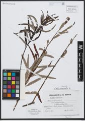 Foto von Salix viminalis L.